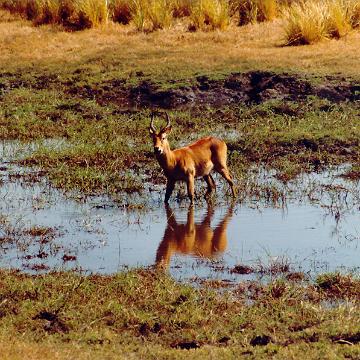 Afrika 1996