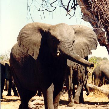 Afrika 1996