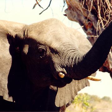 Afrika 1996