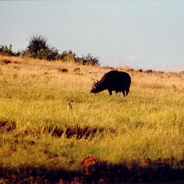 Afrika 1996