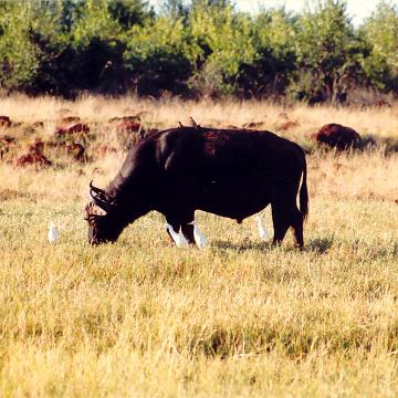 Afrika 1996
