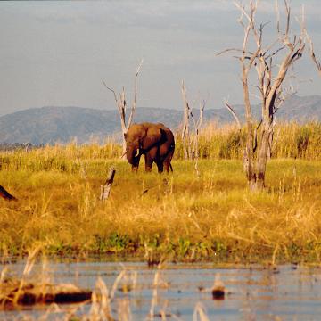 Afrika 1996