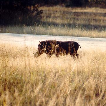 Afrika 1996