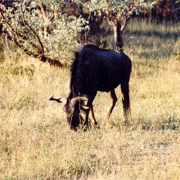 Afrika 1996