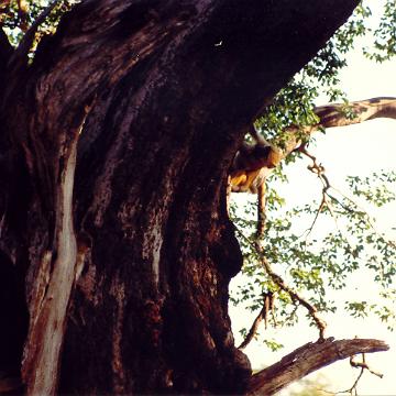 Afrika 1996