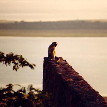 Afrika 1996
