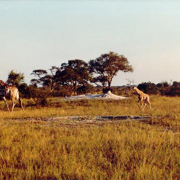 Afrika 1996