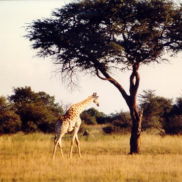 Afrika 1996