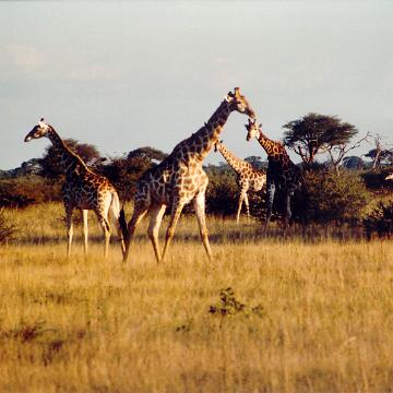 Afrika 1996