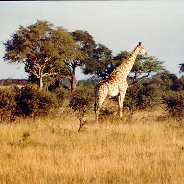 Afrika 1996