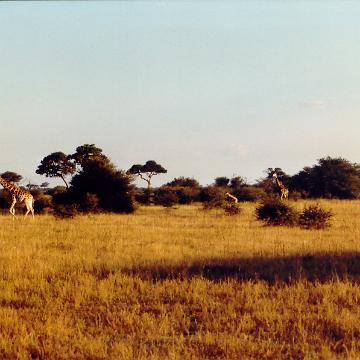 Afrika 1996
