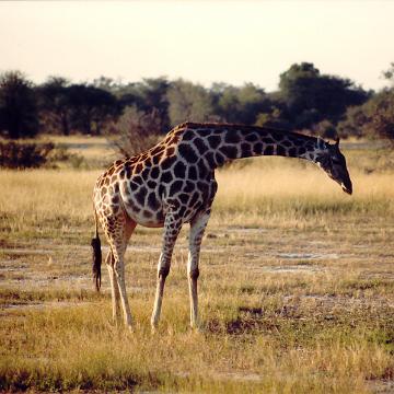 Afrika 1996