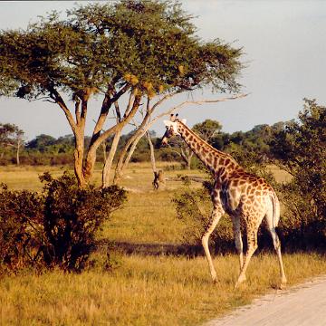 Afrika 1996