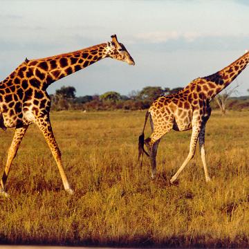 Afrika 1996