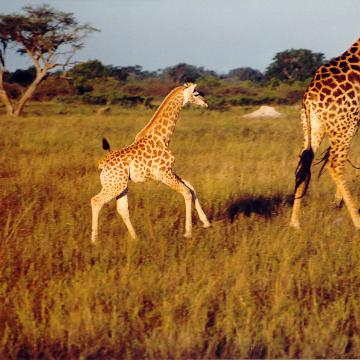 Afrika 1996 065