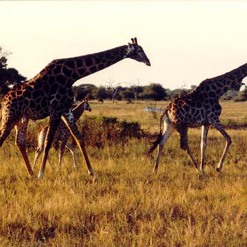 Afrika 1996 067