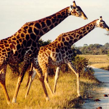Afrika 1996 068