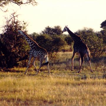 Afrika 1996 069