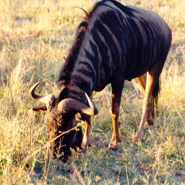 Afrika 1996 070