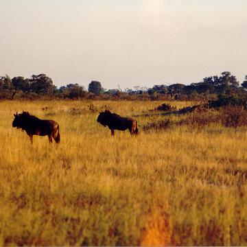 Afrika 1996 071