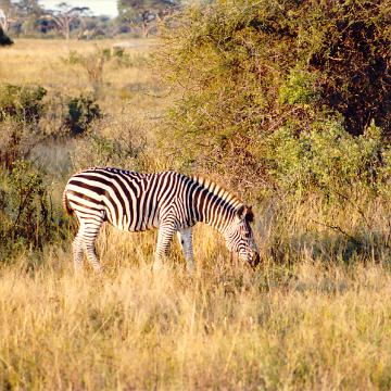 Afrika 1996 072