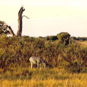 Afrika 1996 073