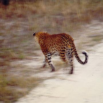 Afrika 1996 076