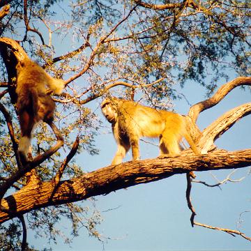 Afrika 1996 081