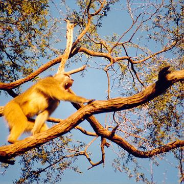 Afrika 1996 082