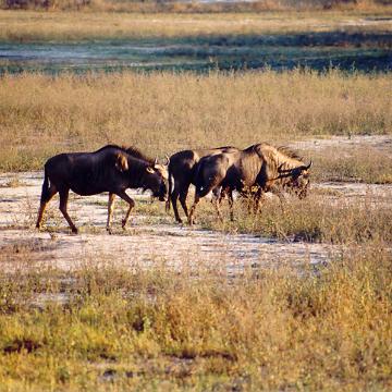 Afrika 1996 085