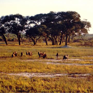 Afrika 1996 086