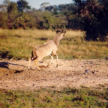 Afrika 1996 090