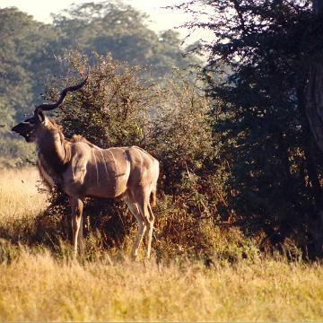 Afrika 1996 091