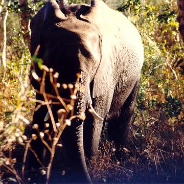 Afrika 1996 096