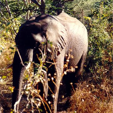 Afrika 1996 097