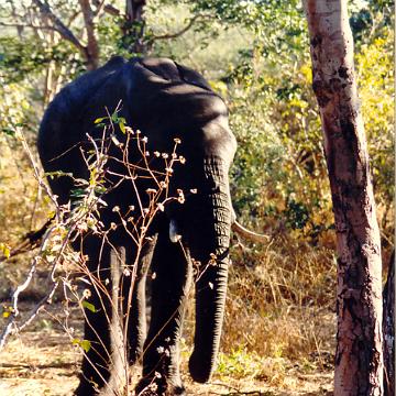 Afrika 1996 098
