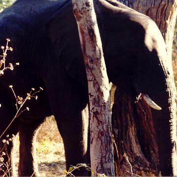 Afrika 1996 099