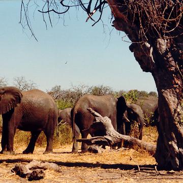 Afrika 1996 100