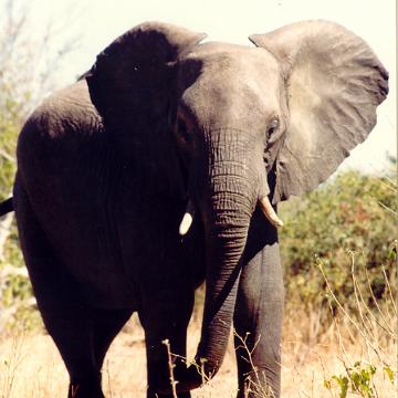 Afrika 1996 101