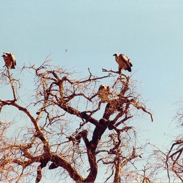 Afrika 1996