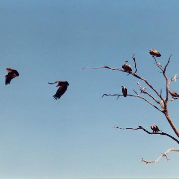 Afrika 1996