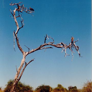 Afrika 1996