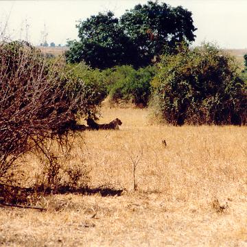 Afrika 1996