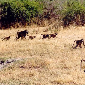 Afrika 1996