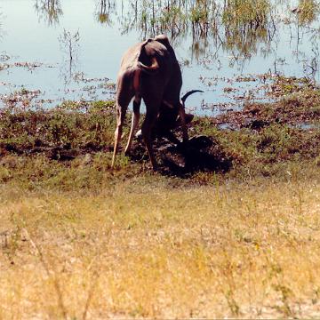 Afrika 1996