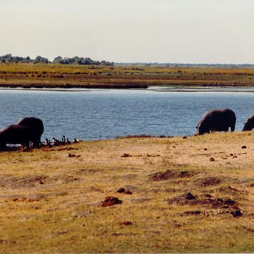 Afrika 1996