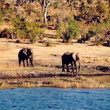 Afrika 1996