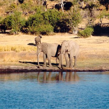 Afrika 1996