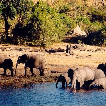 Afrika 1996