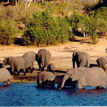 Afrika 1996